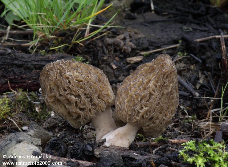 smrž pražský, Morchella pragensis (Houby, Fungi)